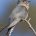 NightingaleCuckold's avatar